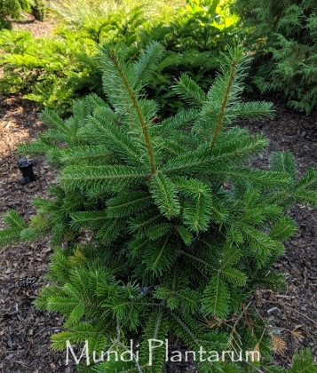 Abies guatemalensis Mundi Plantarum